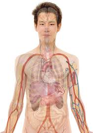 human body diagram